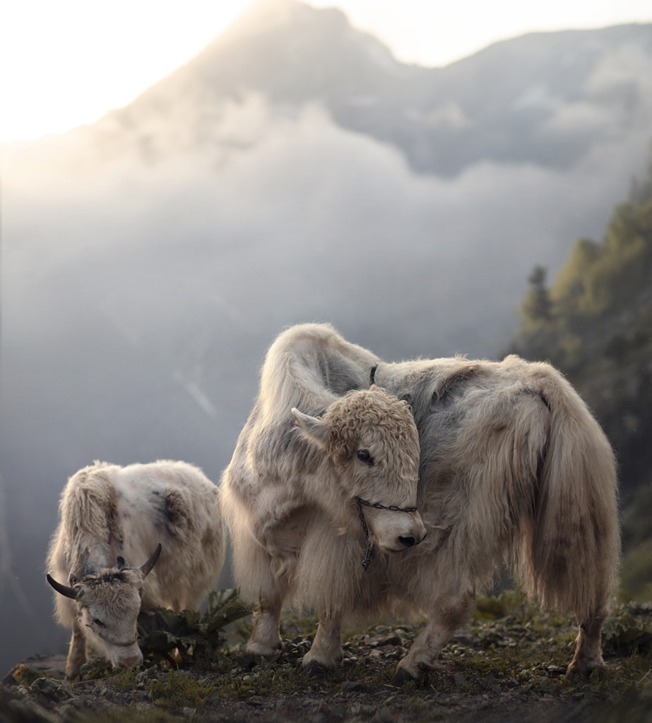 Dombay by Elena Shumilova on 500px.com