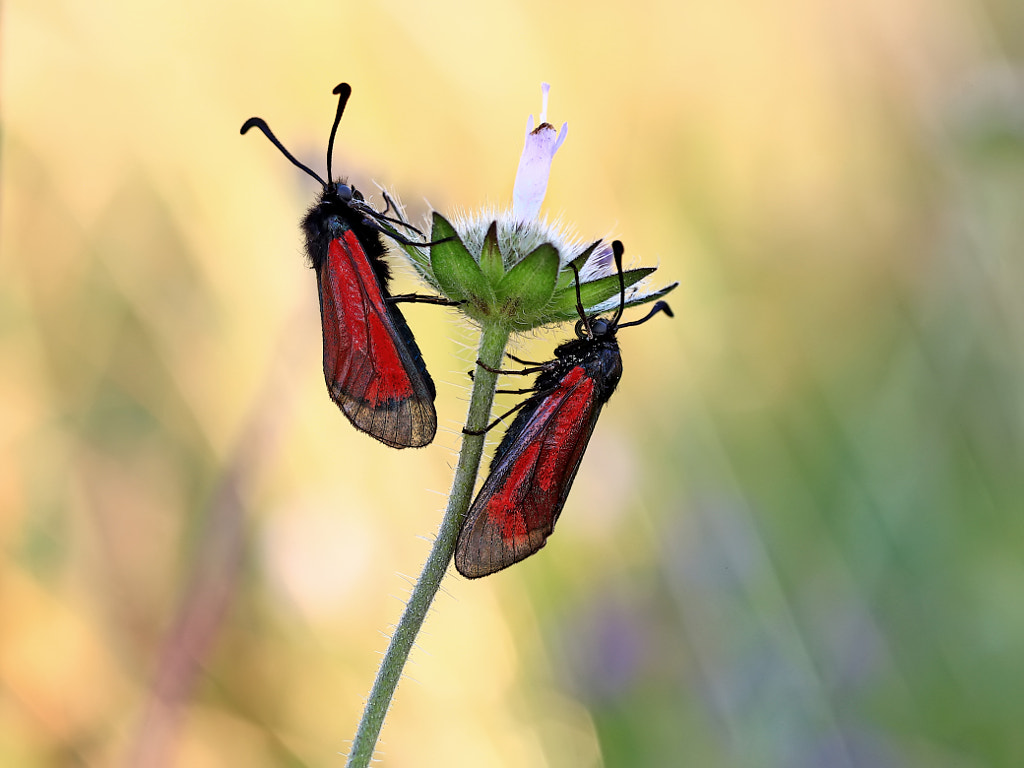 two of a kind by ? Hermann Dolles ?? on 500px.com