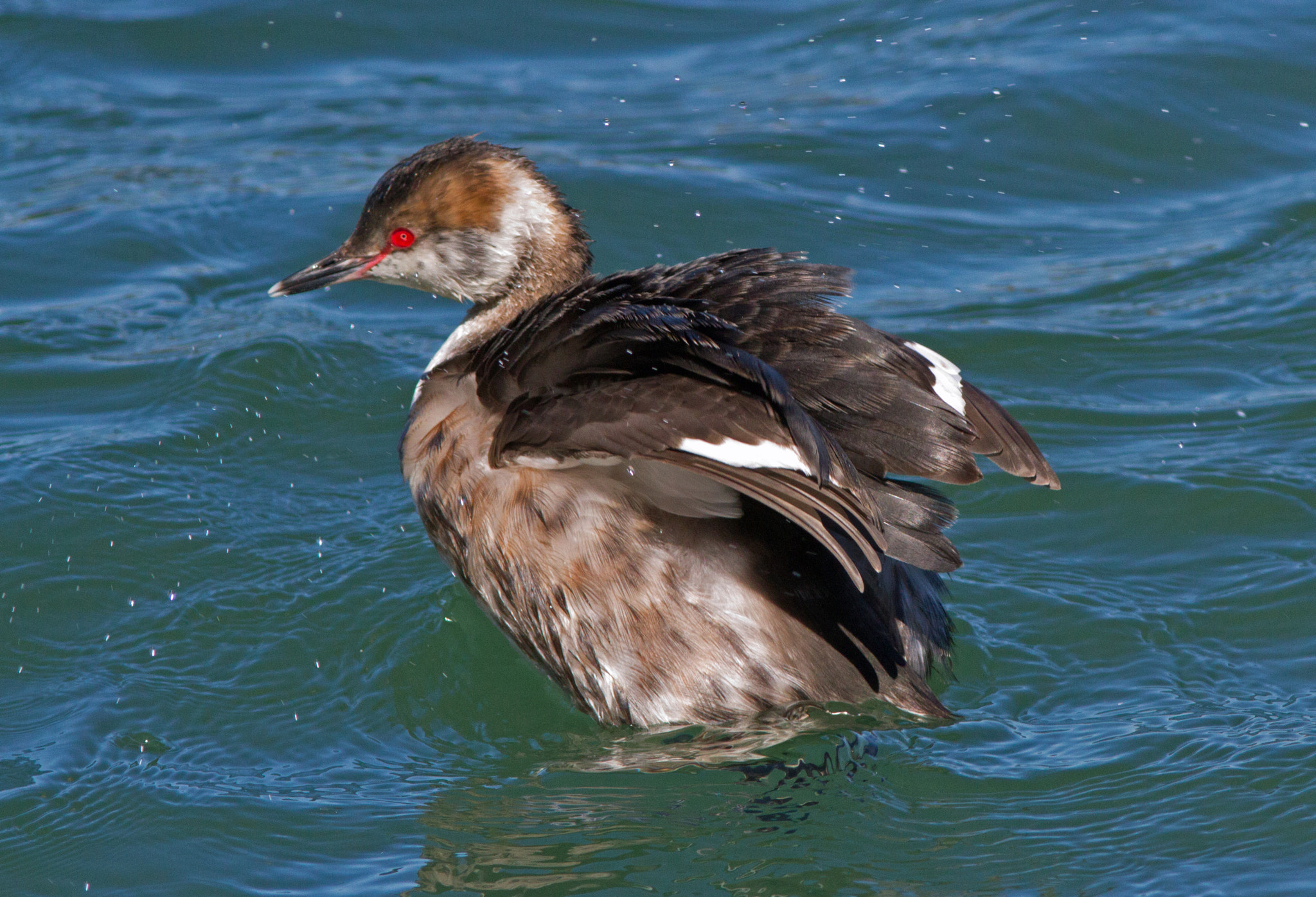 Horned Grebe 5390