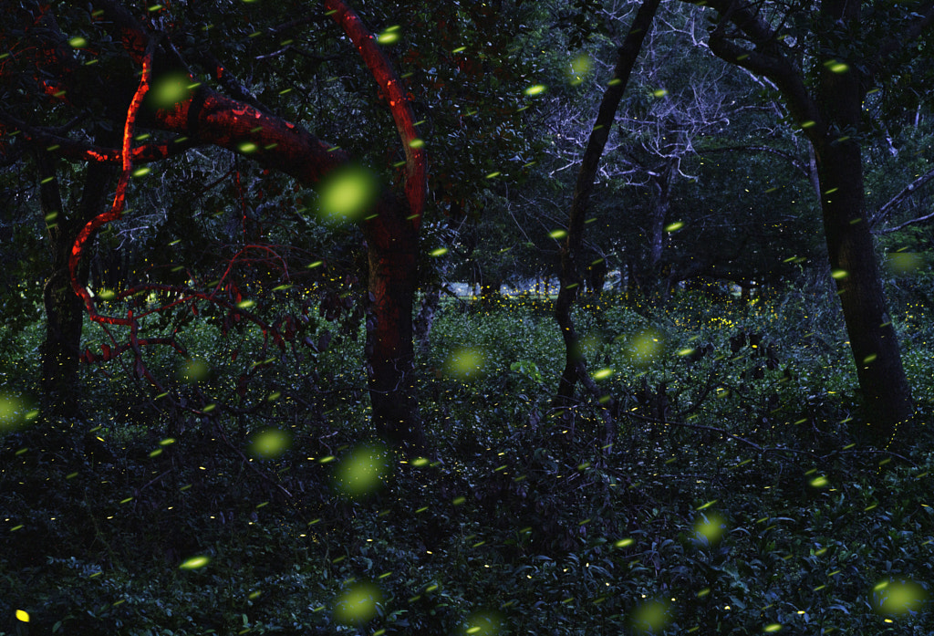 The fireflies by sarah wouters on 500px.com