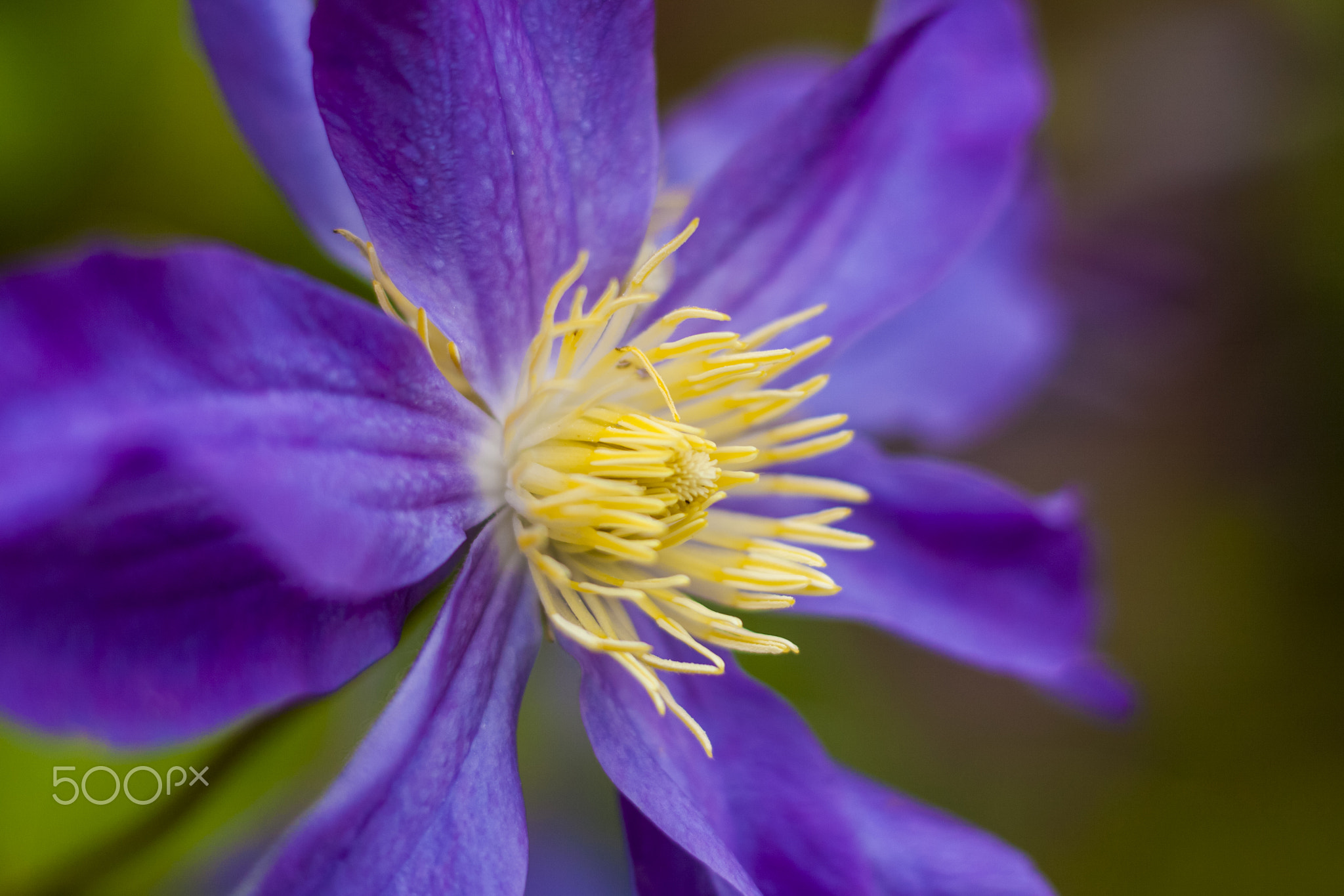 Flowers of Clematis and platinum. Close-up