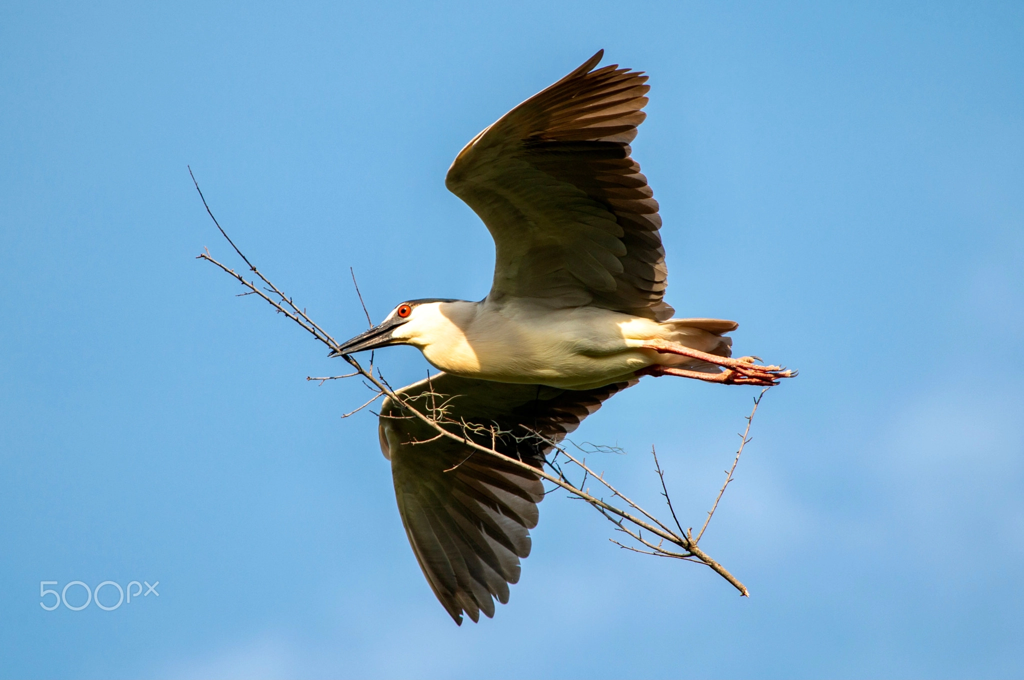Nesting Black-Crowned Night Heron