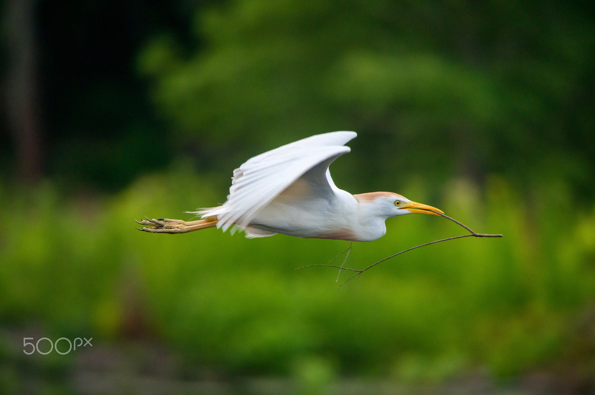 Nesting Cattle Egret, Bird Behavior Photography