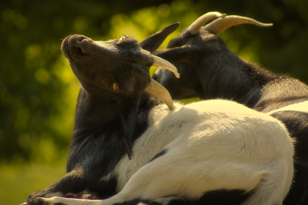 Strike a Pose! by Marguerite Zukas on 500px.com