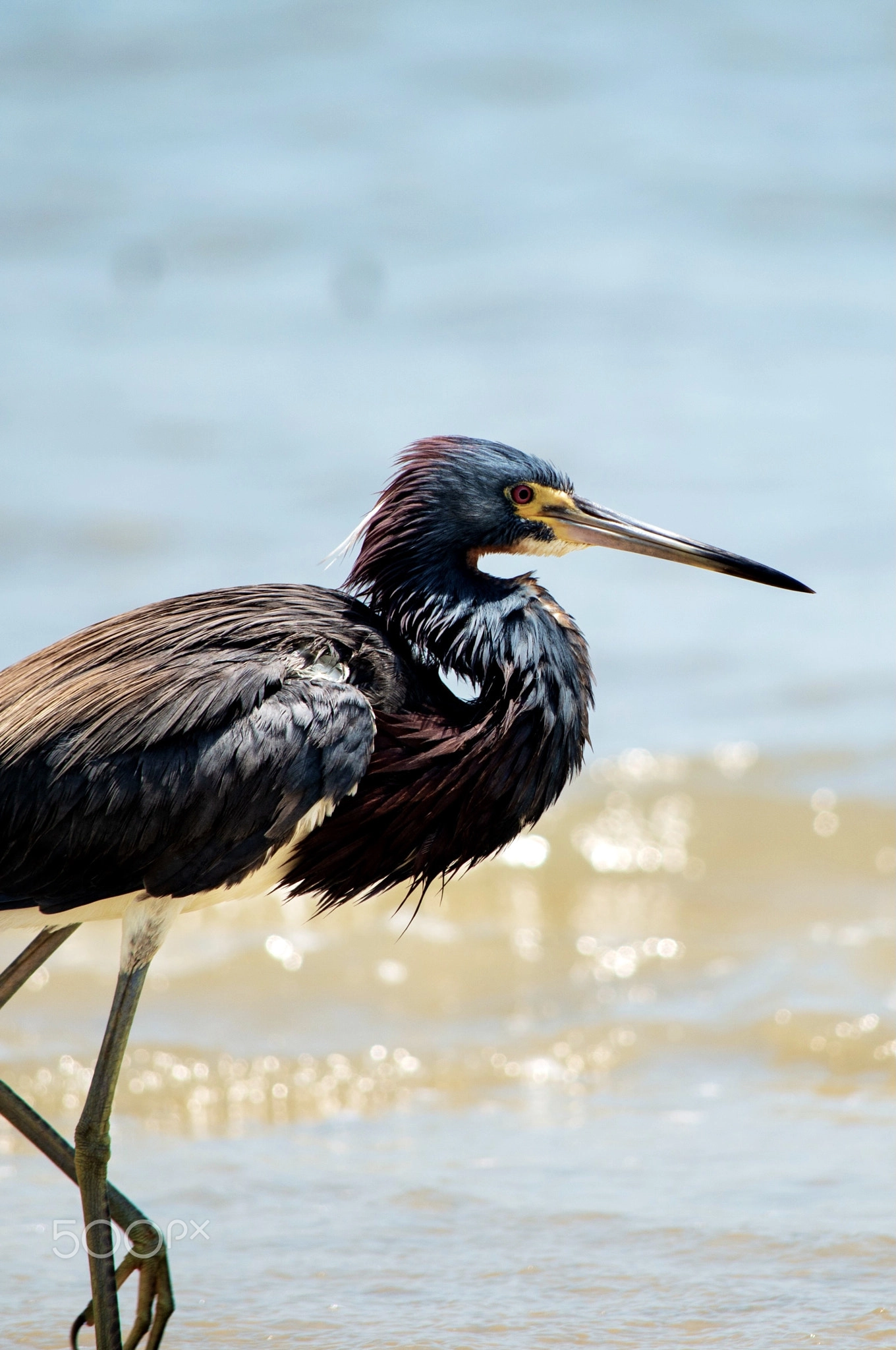 Tricolored Heron, Wetland Wildlife Portrait