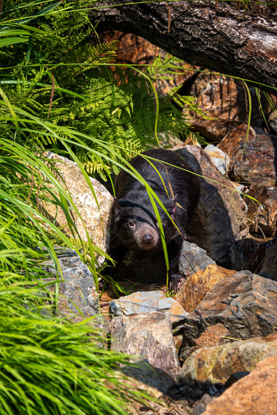 Tasmanian devil [Sarcophilus harrisii] by Daniel Chlíbek on 500px.com