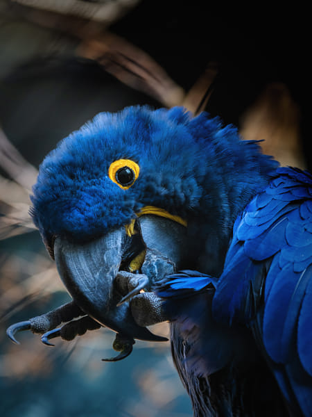 Anodorhynchus hyacinthinus by Daniel Chlíbek on 500px.com