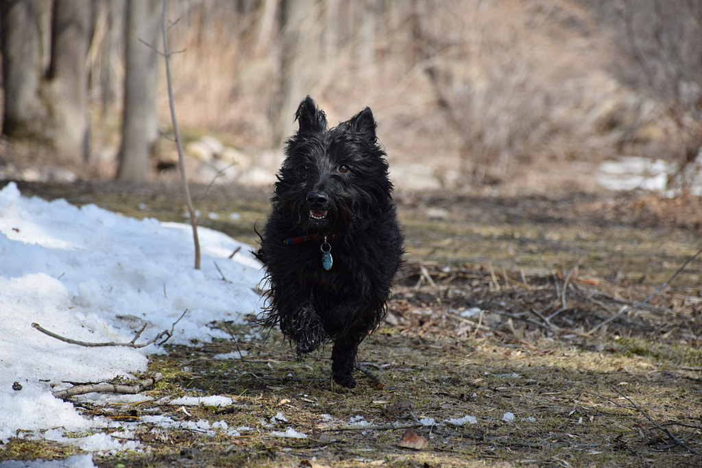 Scottish terrier puppies - Top 20 Most Cutest Dog Breeds in the World | Most Adorable Dogs and Puppies