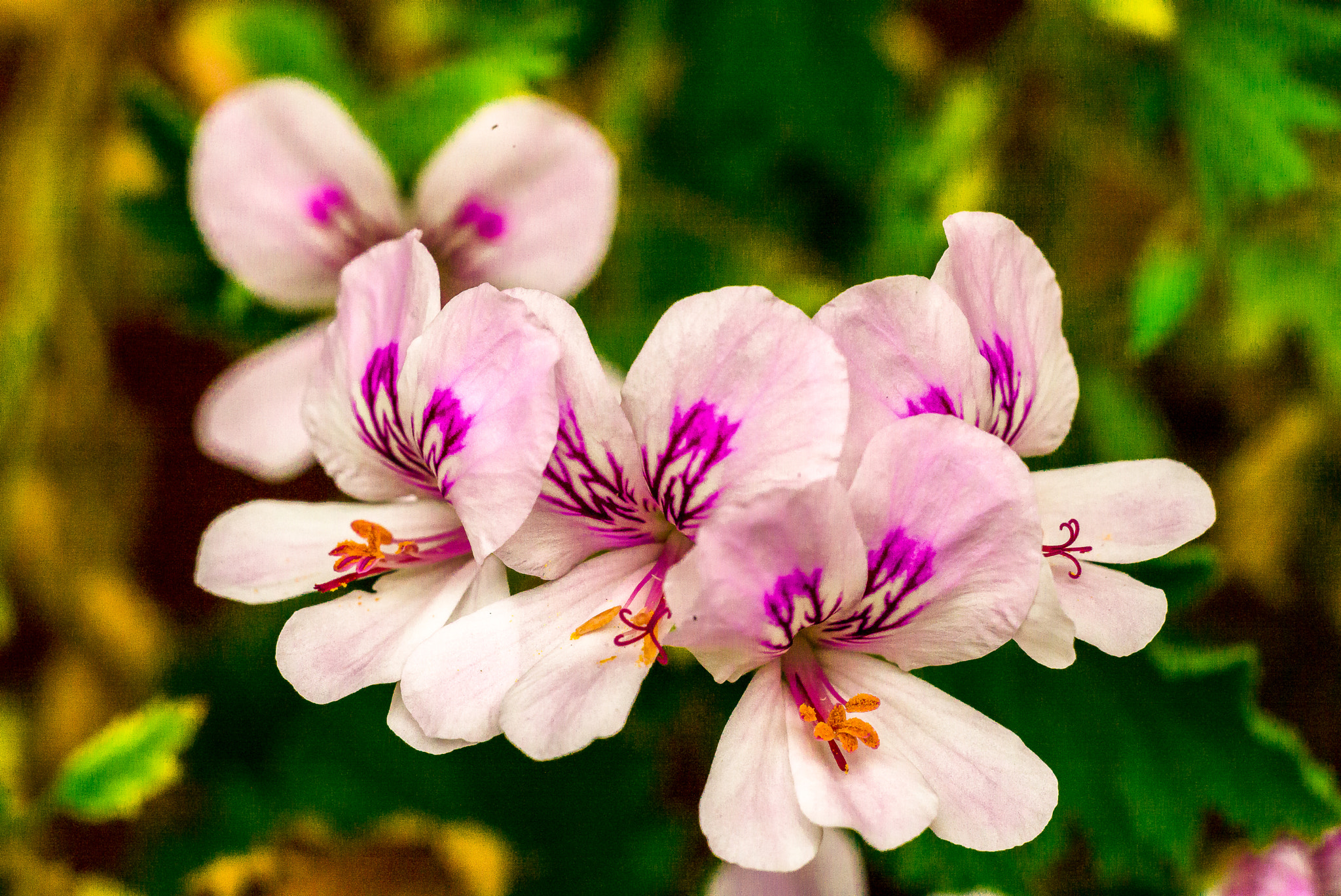 Pelargonio.
