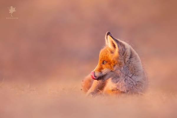 :P by Roeselien Raimond