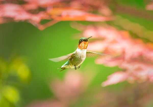 Hummingbird In Flight. by John S