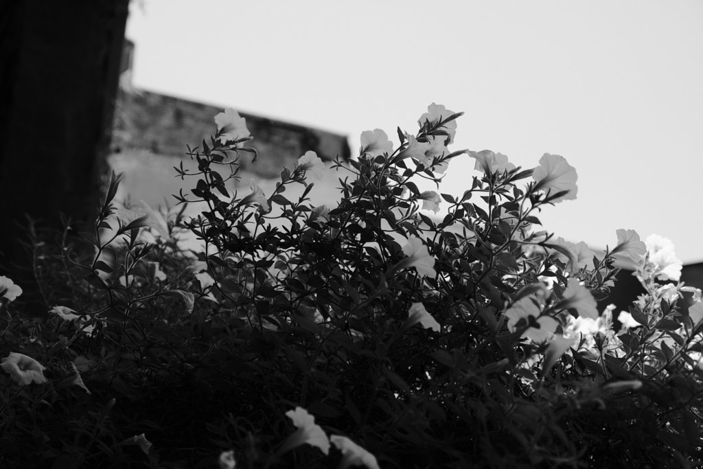 DSCF0694 by Jim Demont on 500px.com