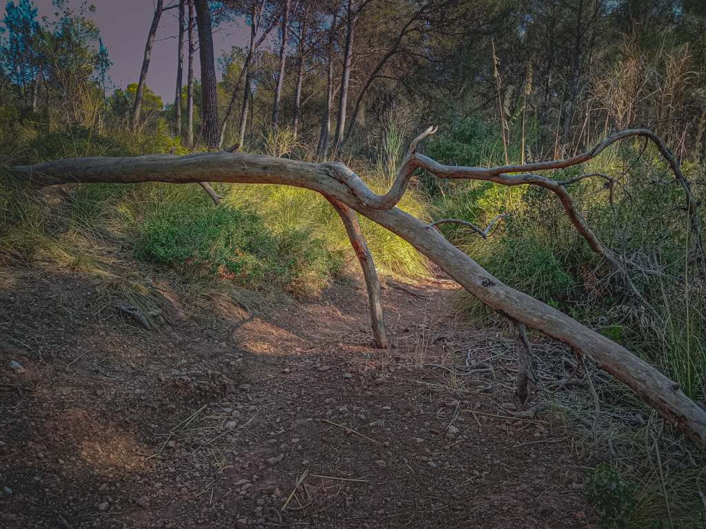 Trunk in Balance by Javier Pascual on 500px.com