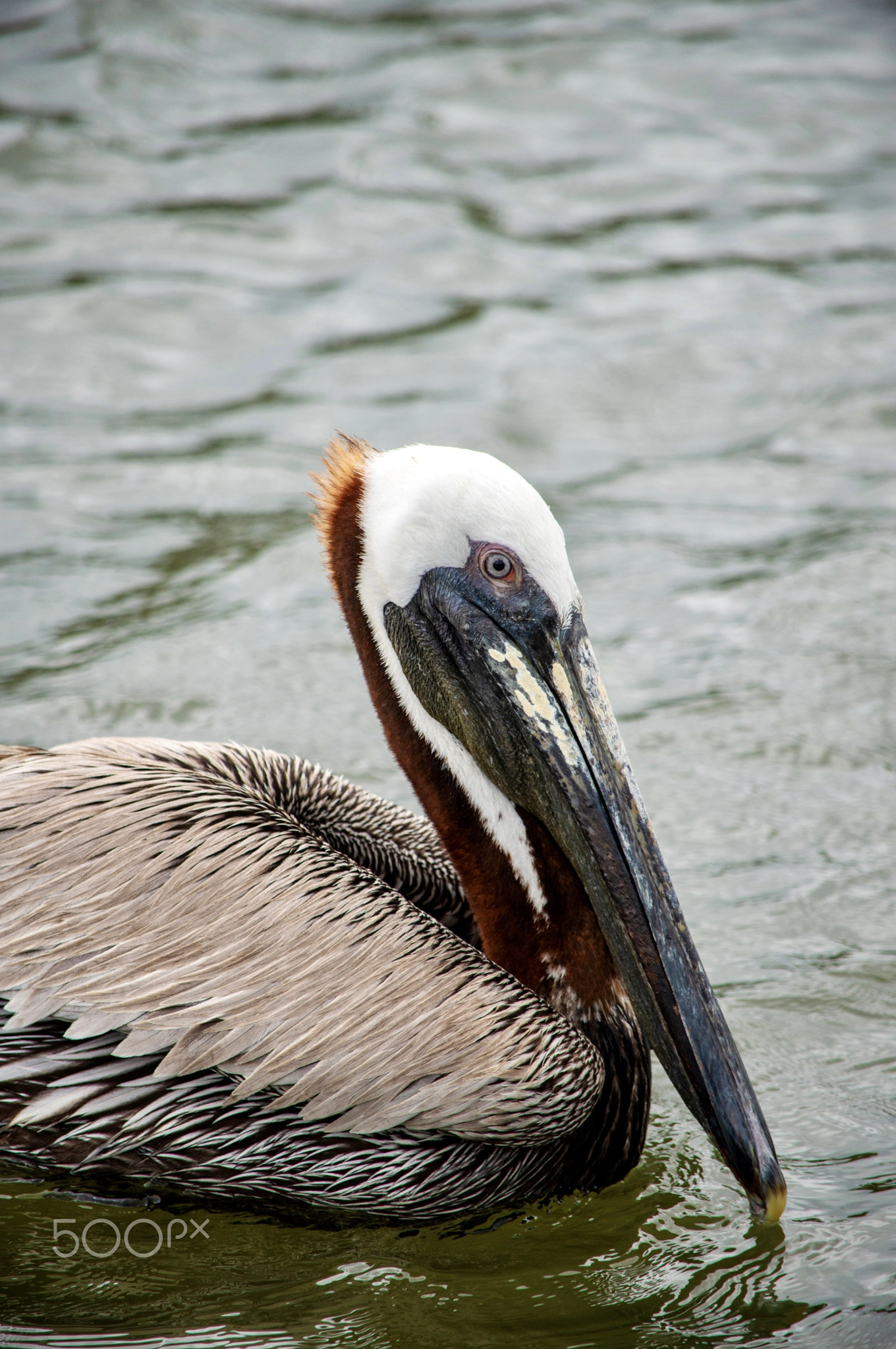 Brown Pelican, Coastal Bird Portrait
