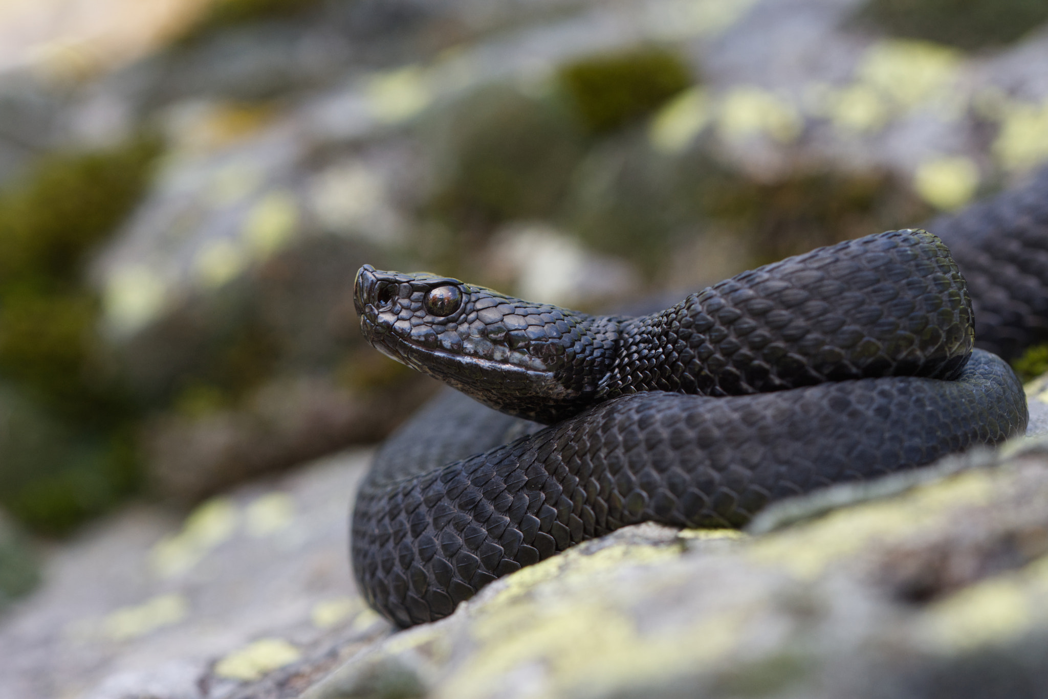 Melanistic Asp Viper (Vipera aspis zinnikeri)