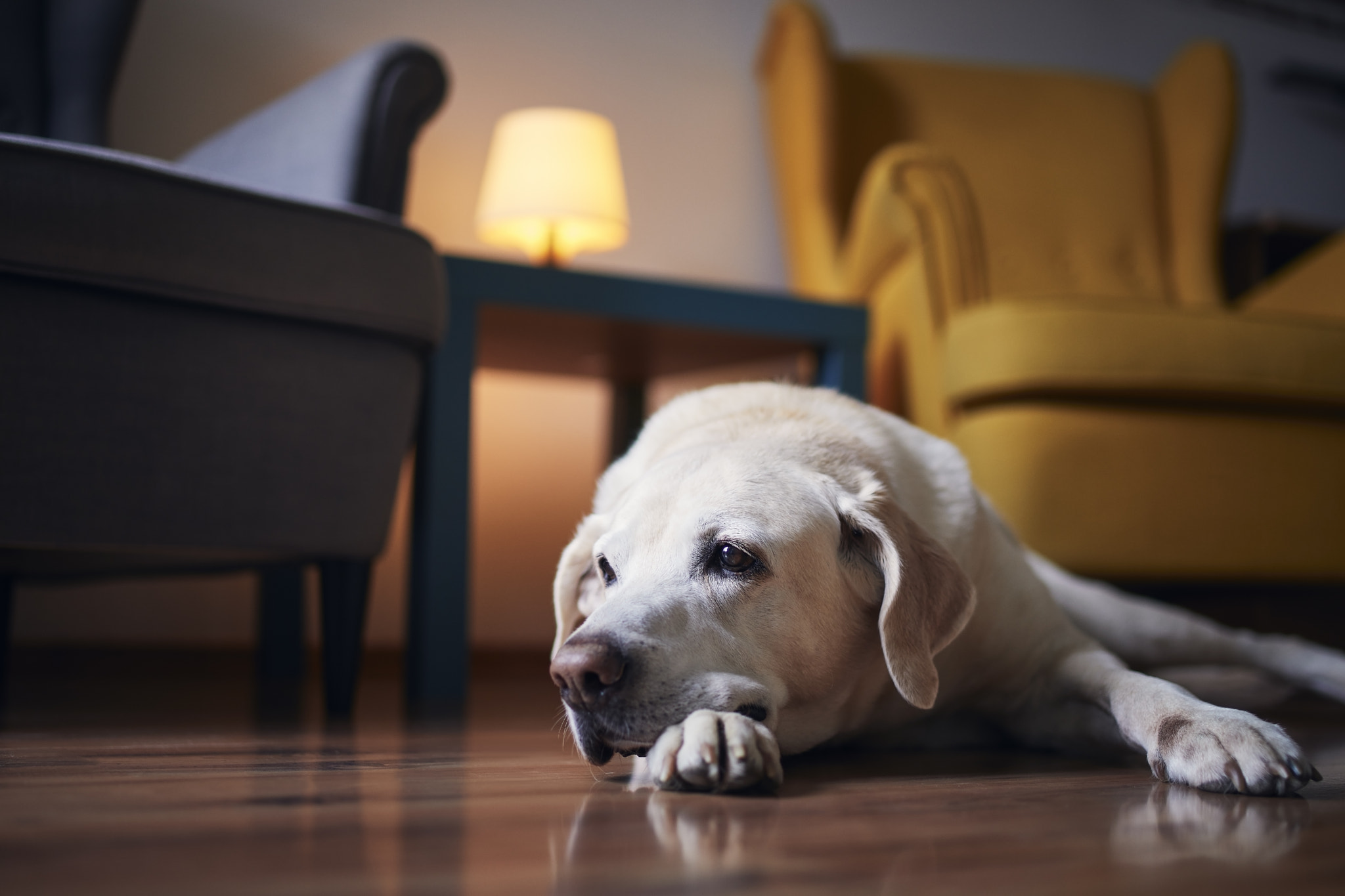 Senior dog waiting at home