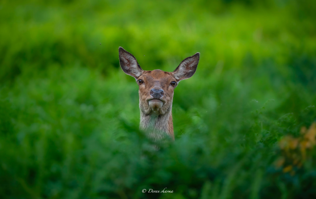 Peek-a-boo by Devan Sharma on 500px.com