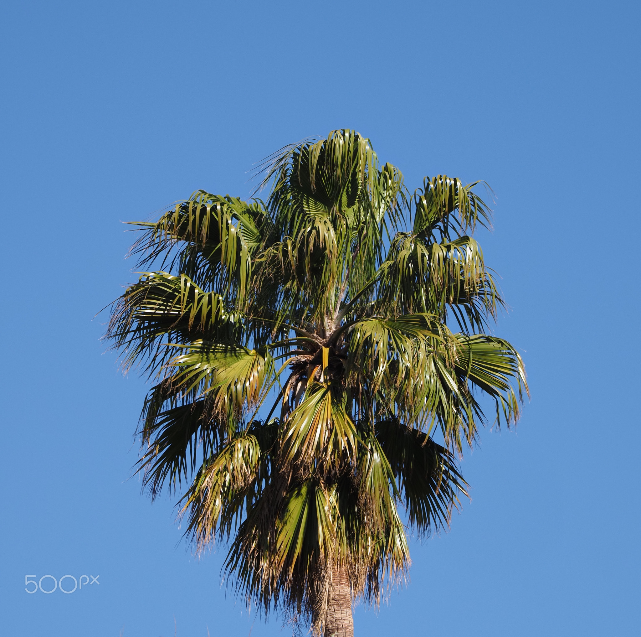 Crown of green palm tree in african Chefchaouen town in Morocco