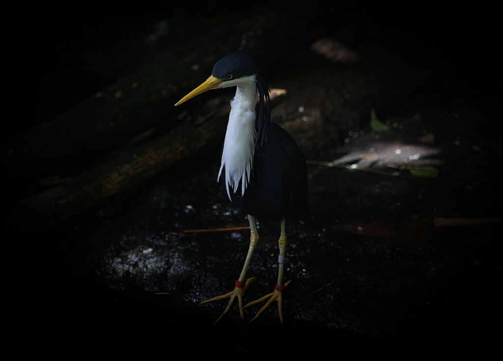 Pied Heron by Justin B. on 500px.com
