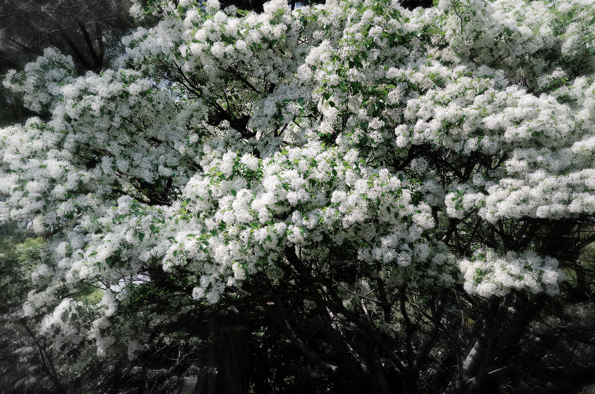 Chinese Fringetree (3) -Taiwan