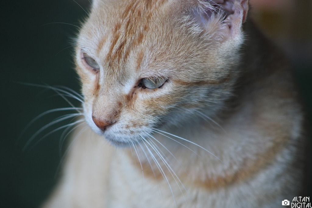 Pensive Cat by Altan Selçuk on 500px.com