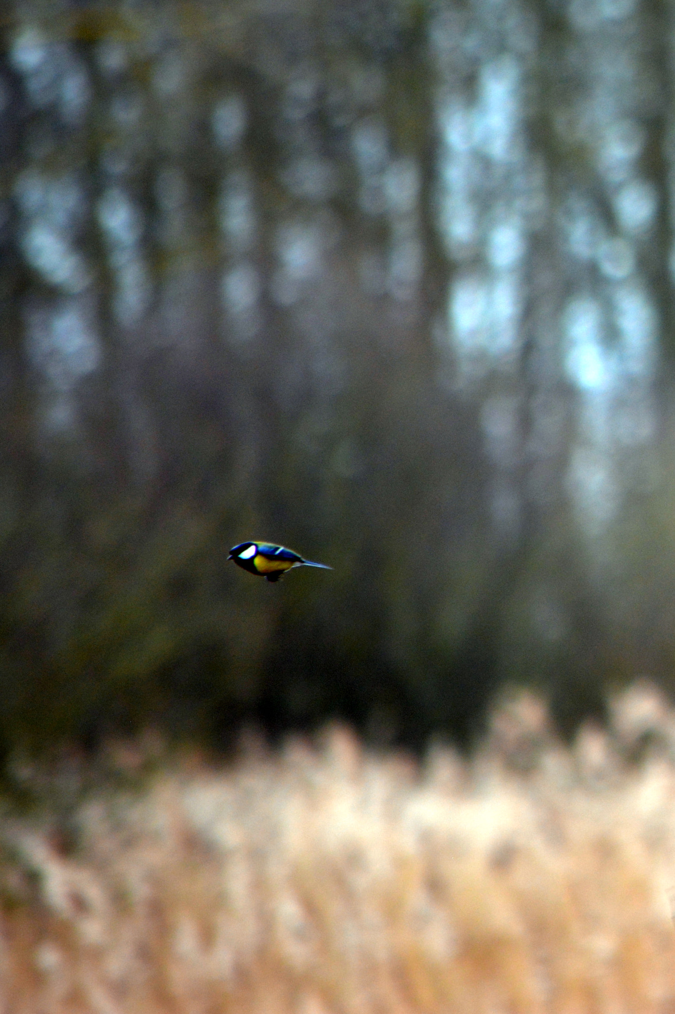Great Tit Bullet