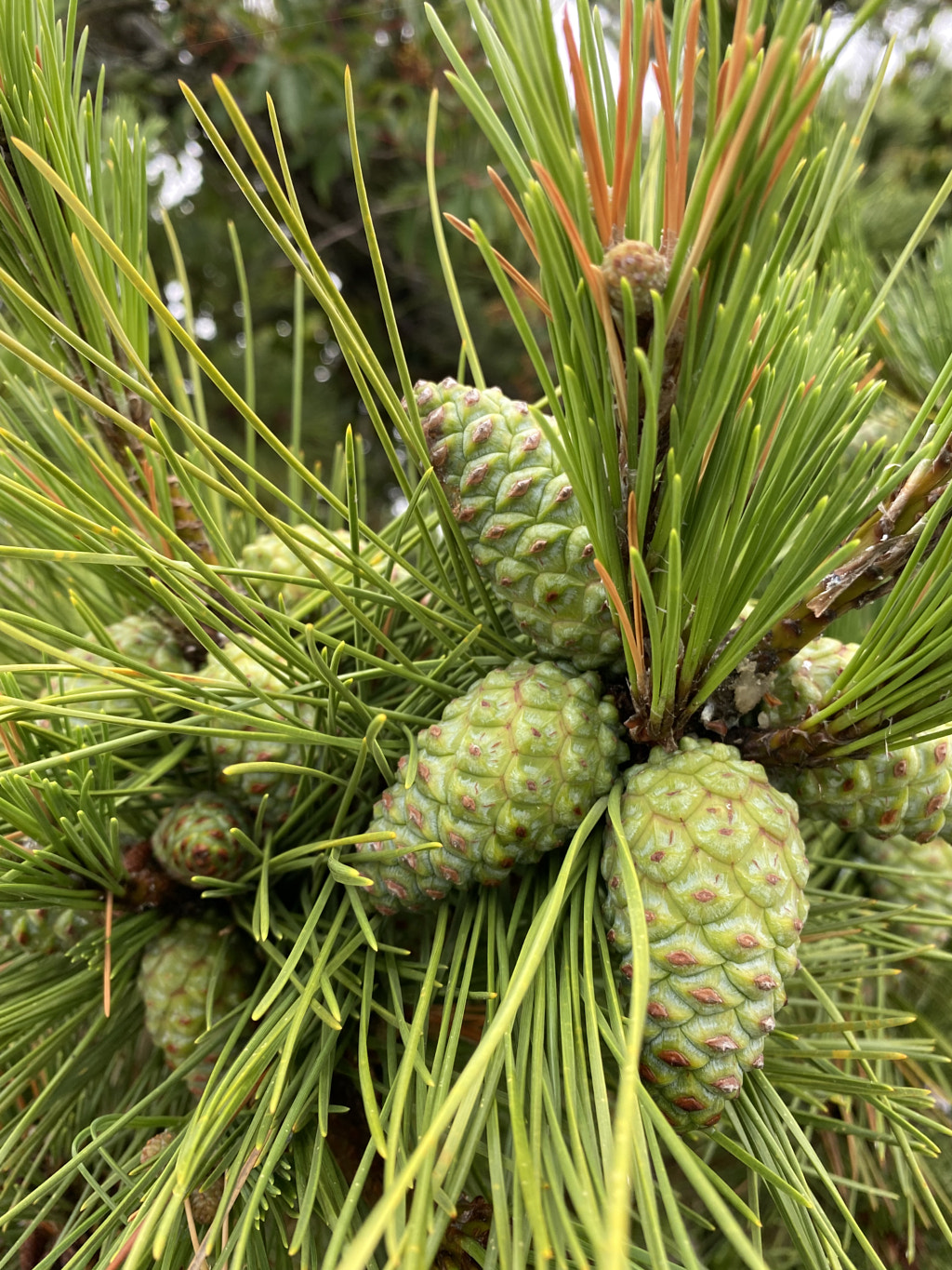 Green Pine Coned by Casey Childs on 500px.com