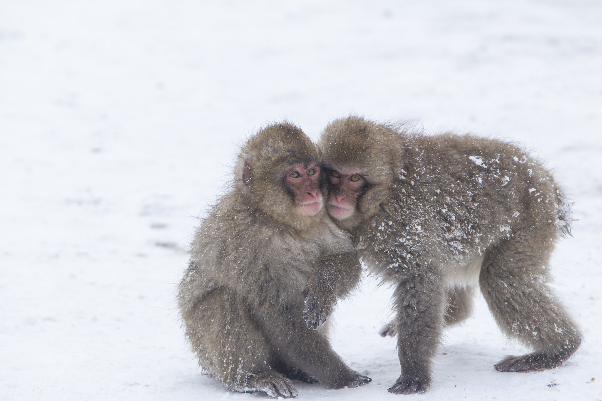 Snow Monkey