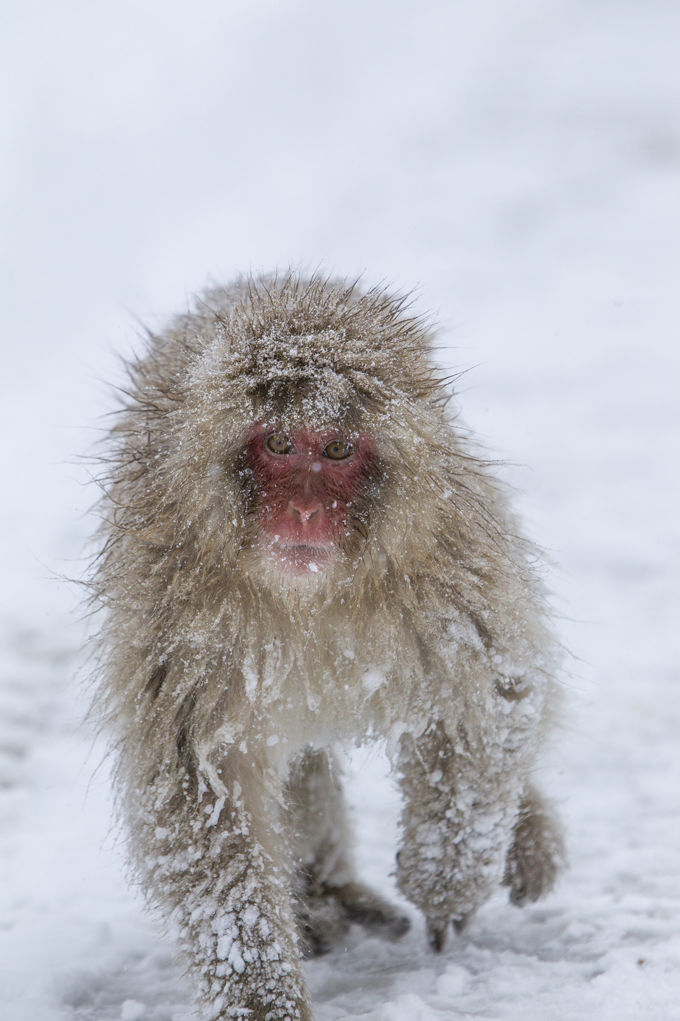 Snow Monkey