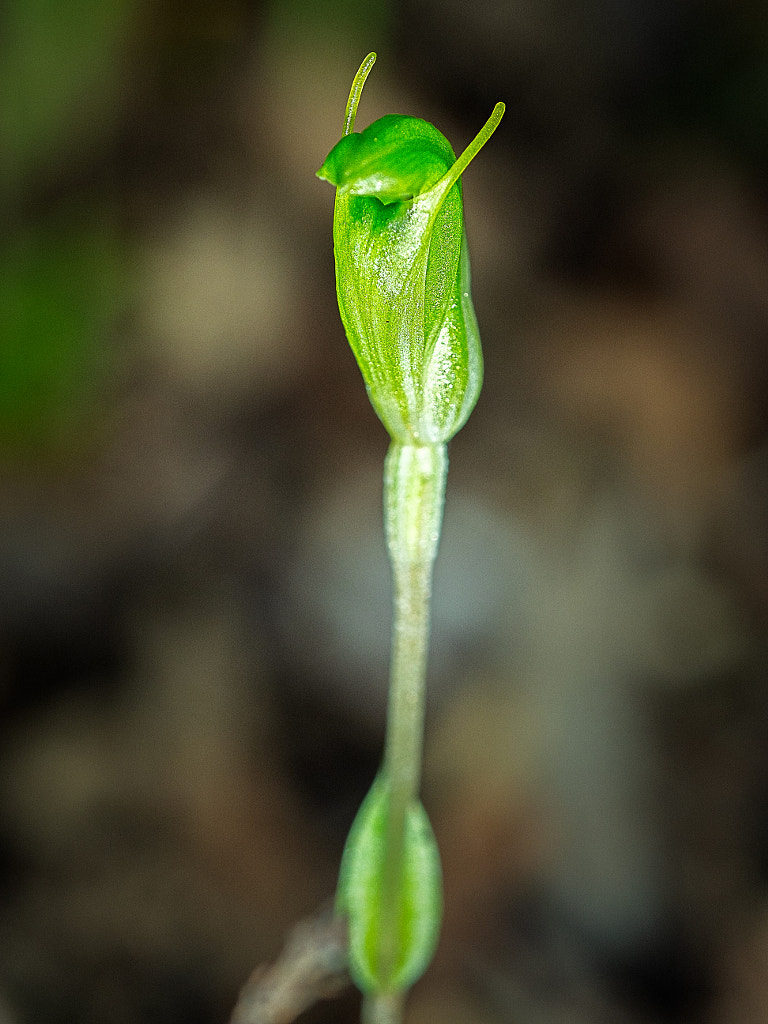 Short-eared Snail Orchid by Paul Amyes on 500px.com