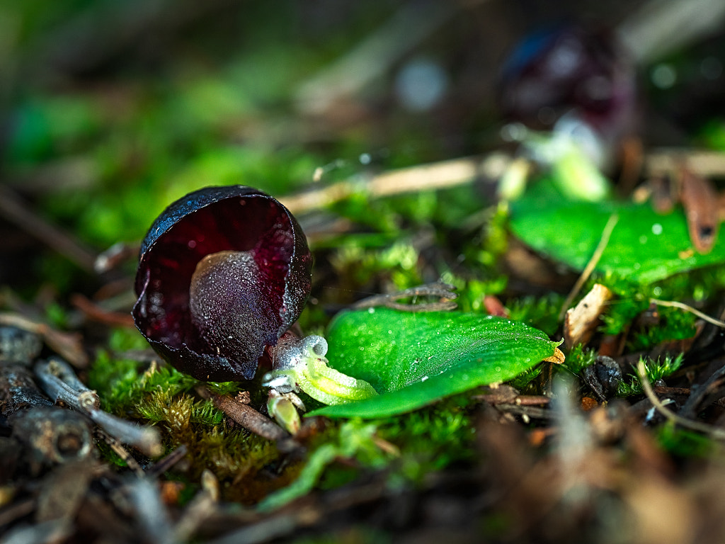 Helmet Orchid by Paul Amyes on 500px.com