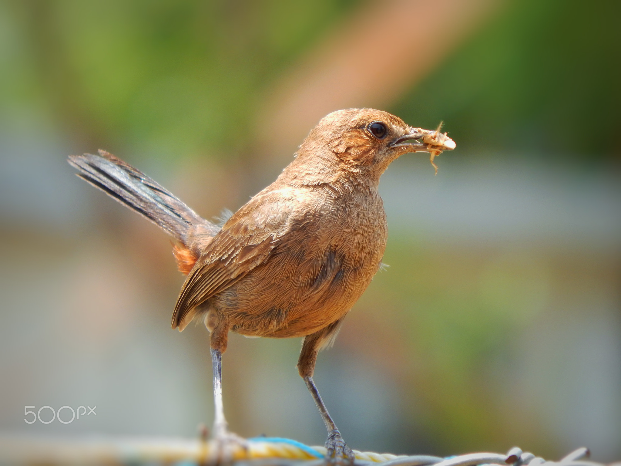 Indian Robin