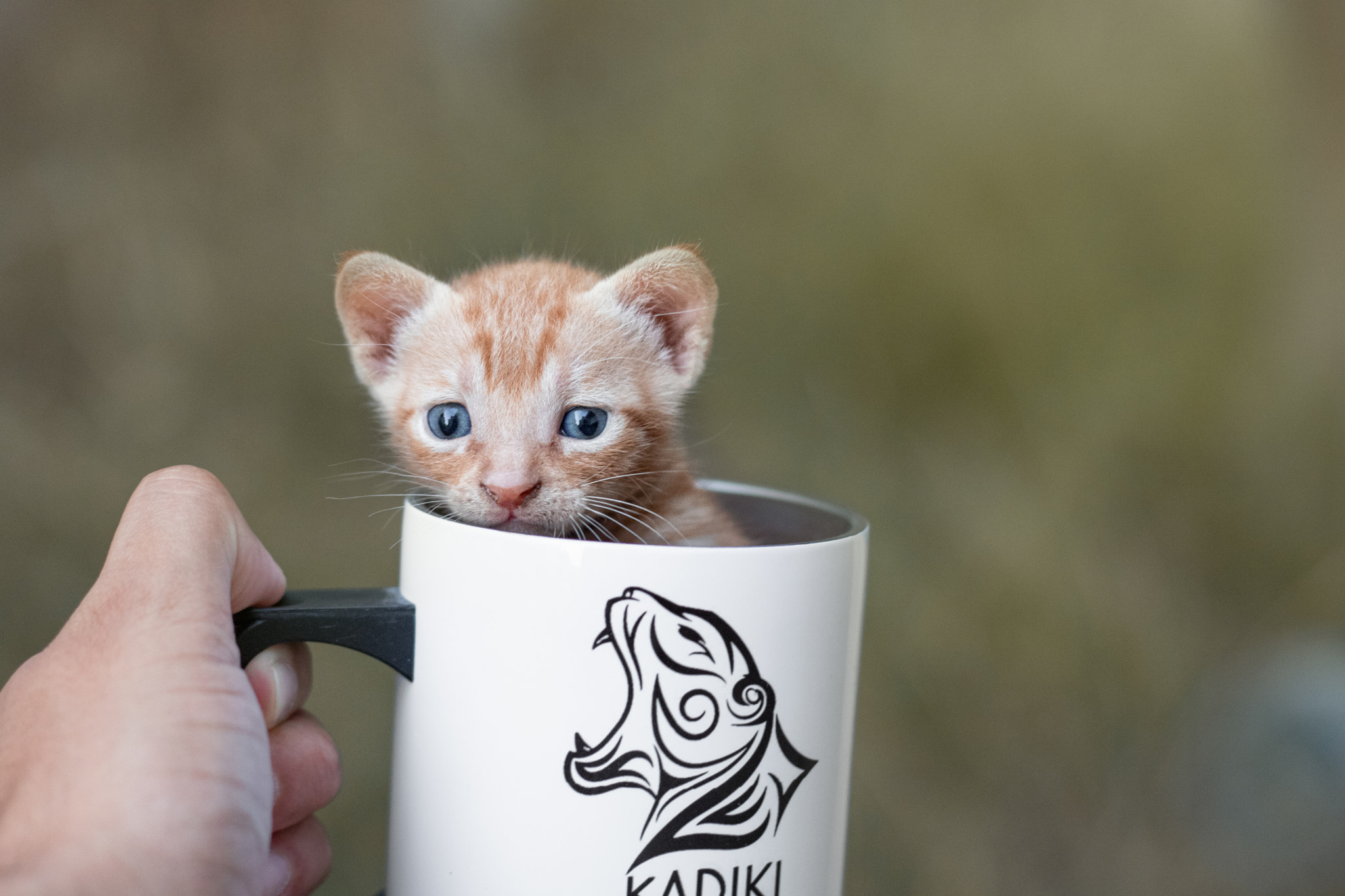 v2?sig=394b0f5bda6aaadac92b0f2cfdc6e881361c5e829ae0d8c1ad7dcd59a1170dc7