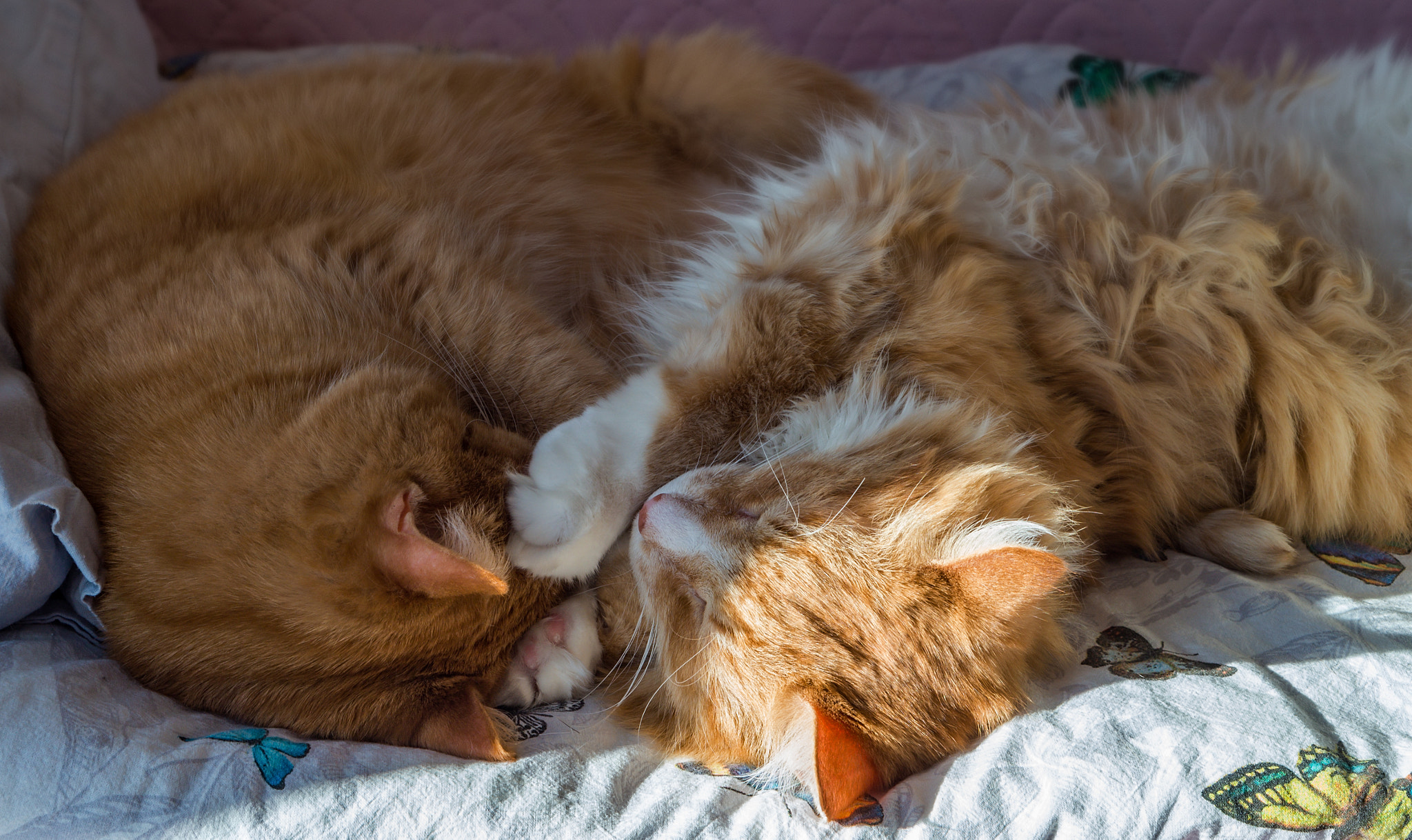 Two ginger cats. Domestic cats sleeping in their arms.