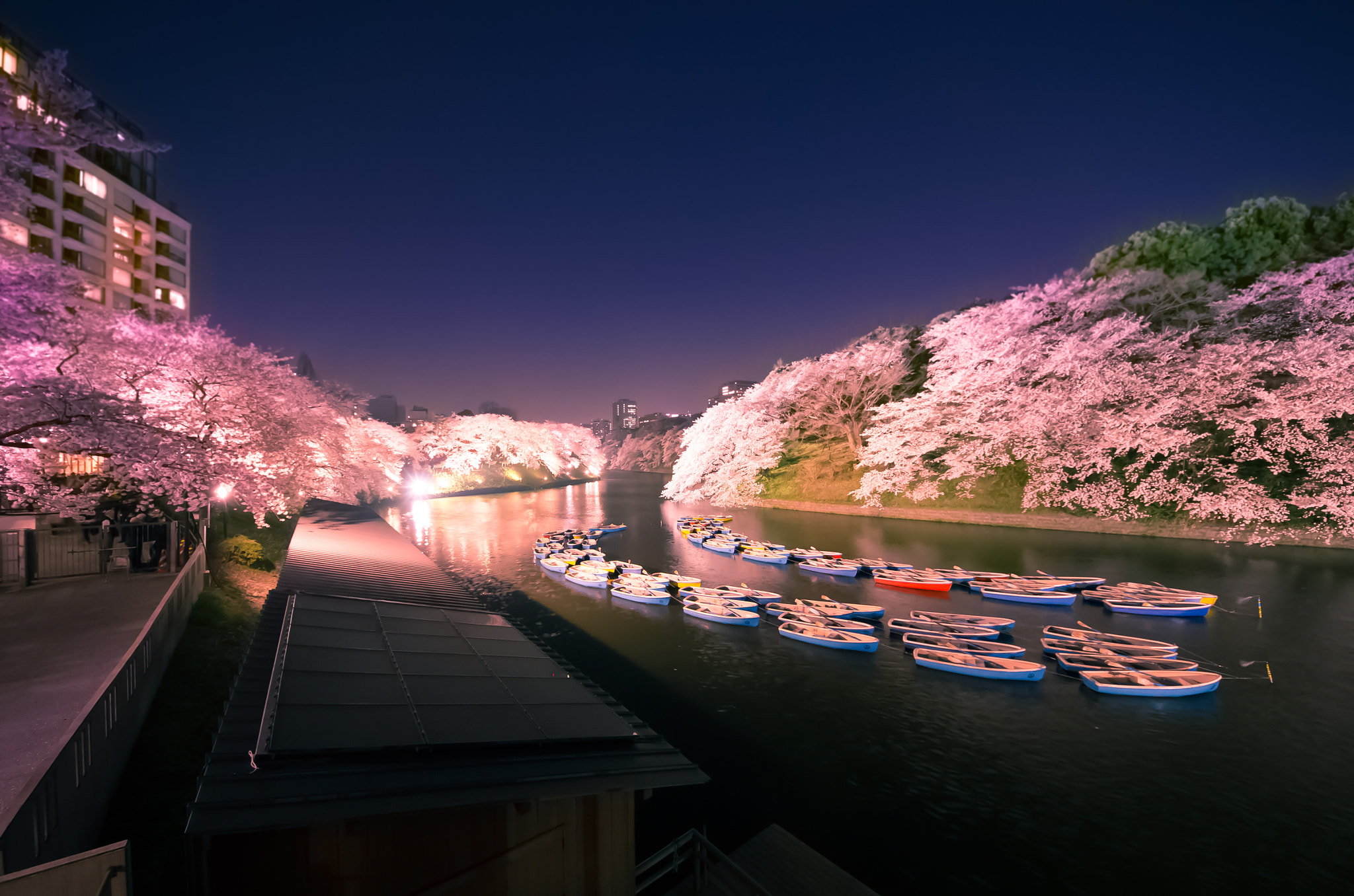 cherry full bloom in tokyo