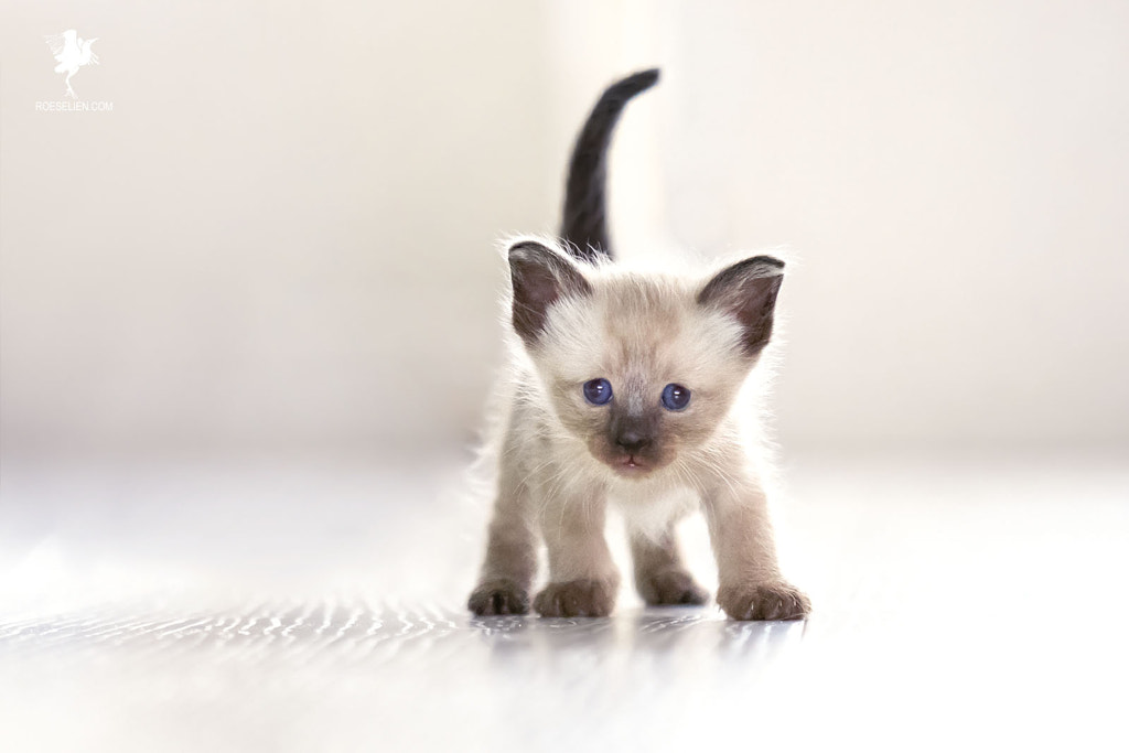 Brave New Kitten by Roeselien Raimond on 500px.com