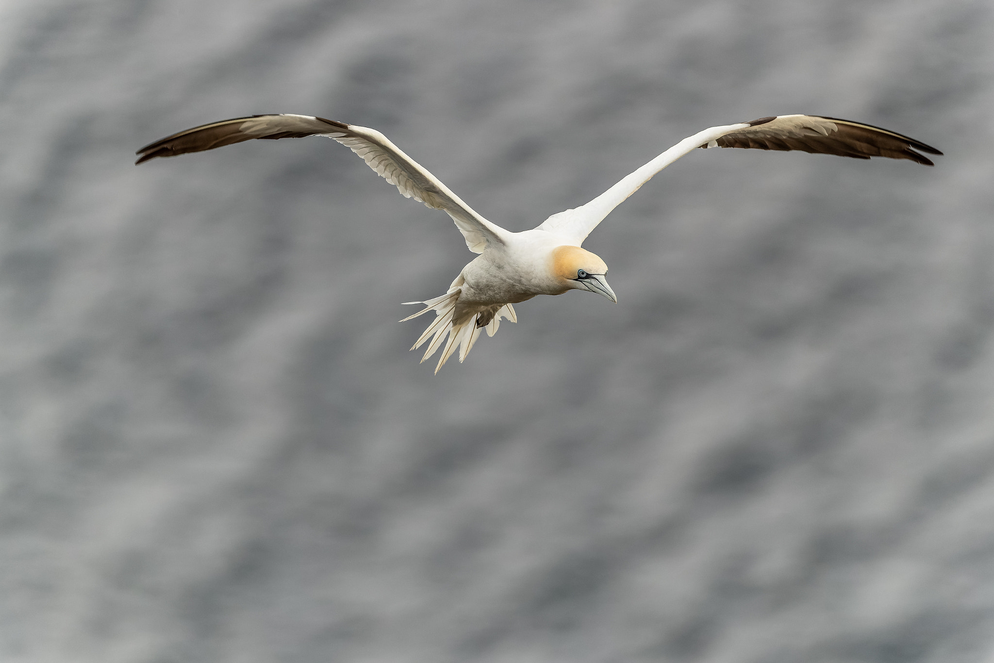 Gannet