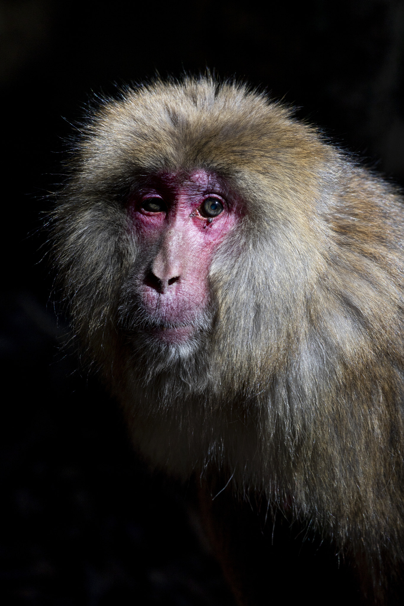 Snow Monkey