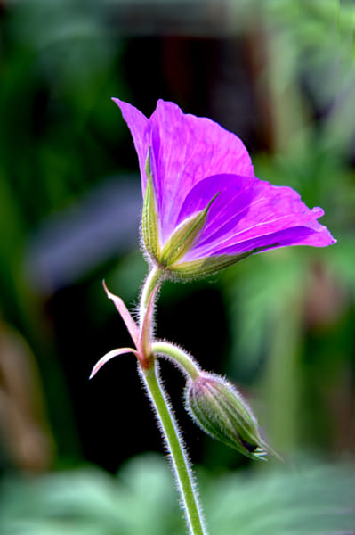 IMG_7543-兰花草by 镜头后面看世界yanzy2004 | 500px