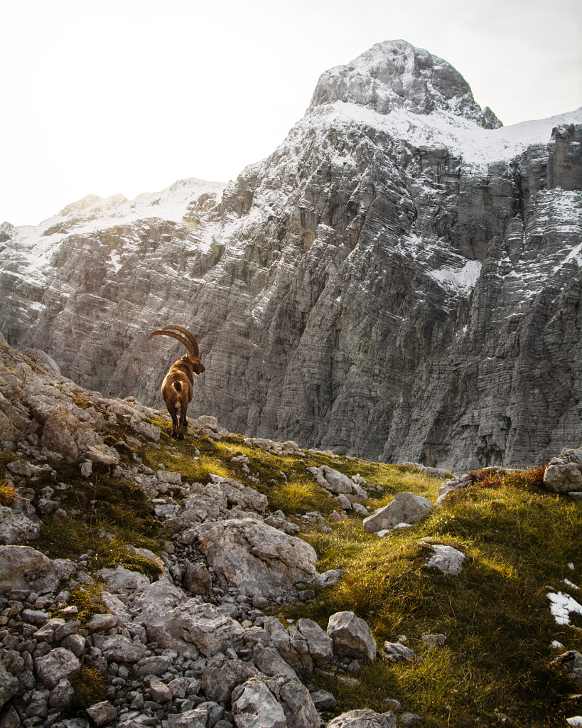 The king and his throne by Mitja R. on 500px.com