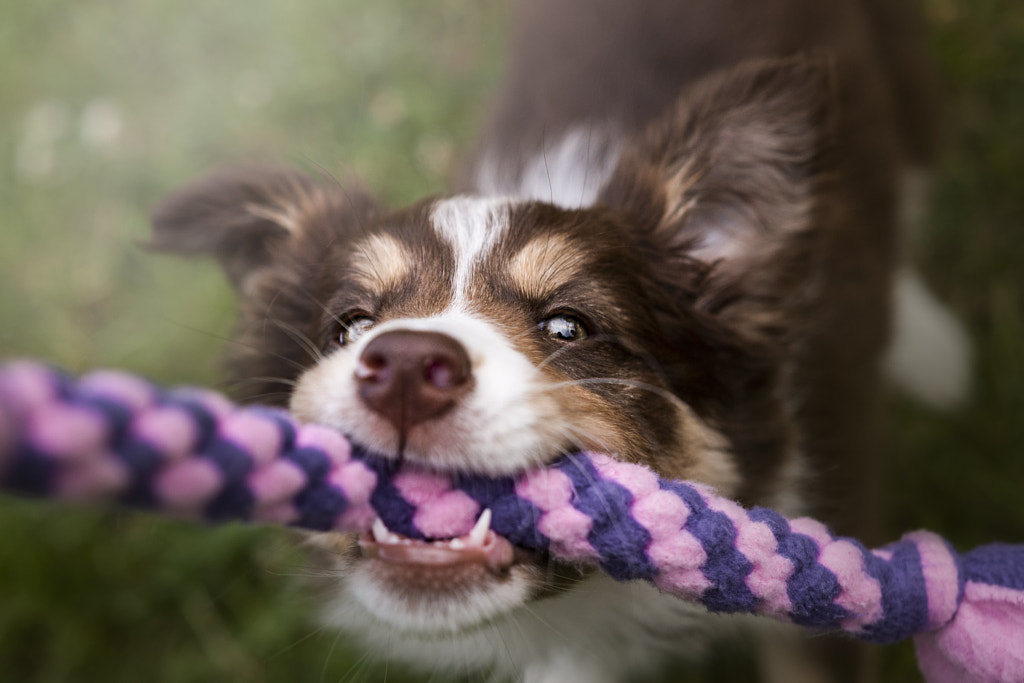 Adorable chiot par Jagoda Matejczuk sur 500px.com