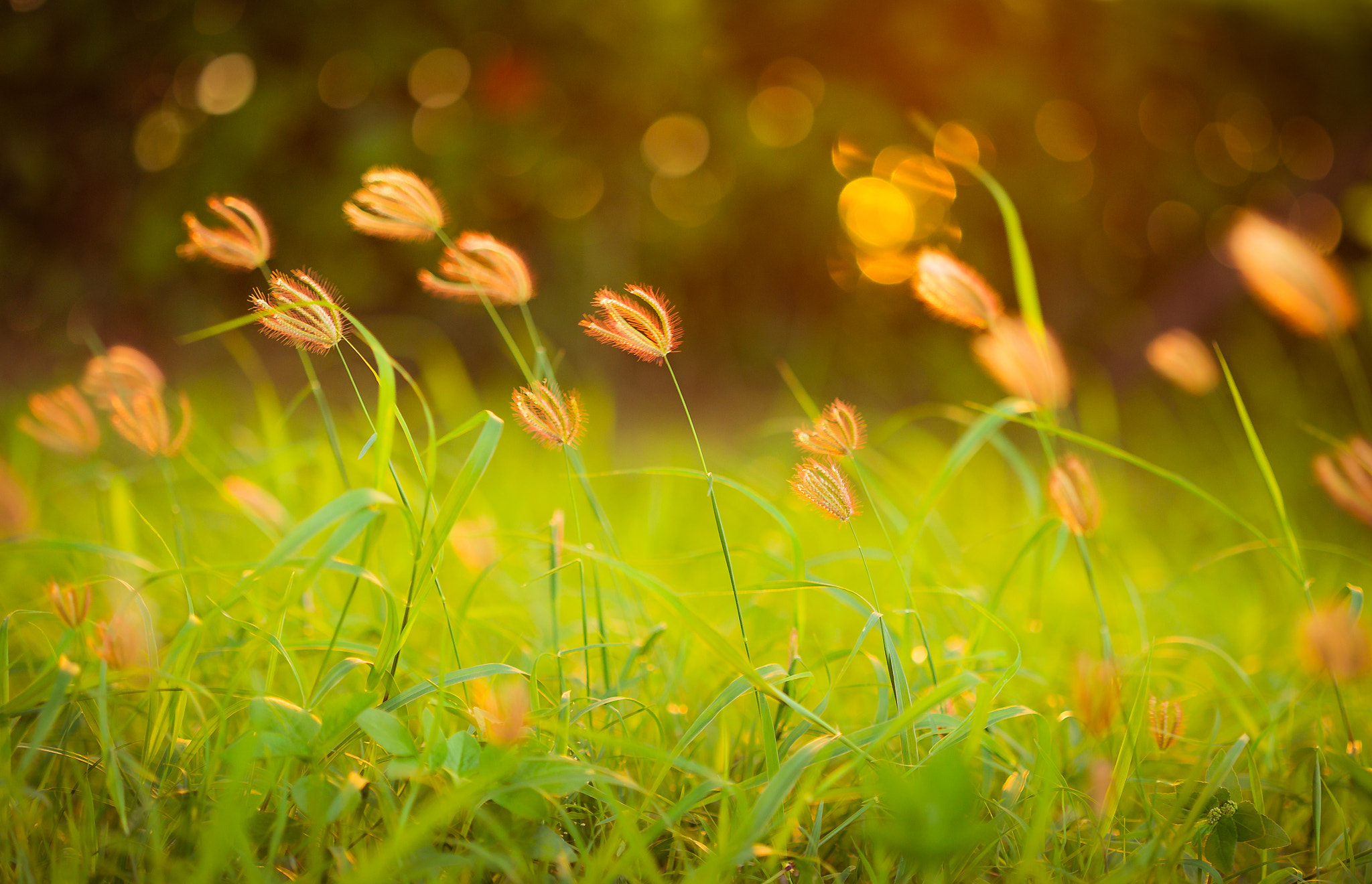 Goose grass (Eleusine indica)