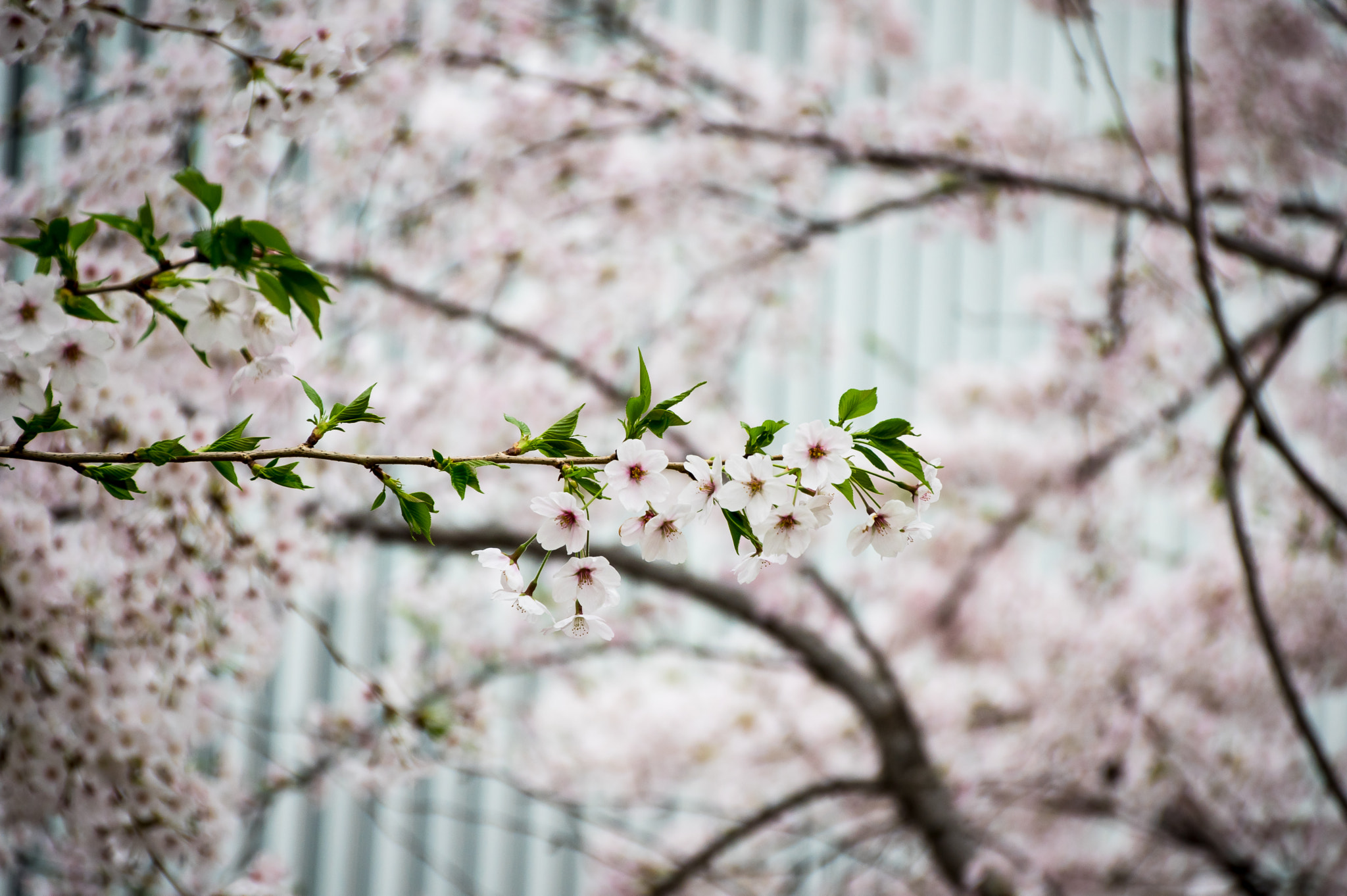 Cherry Blossoms in Tokyo