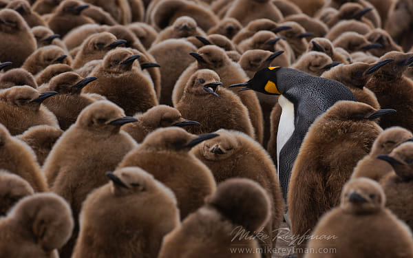 Talk Show by Mike Reyfman on 500px.com