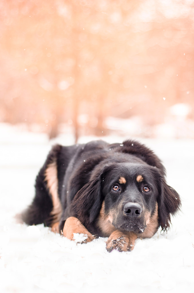 Bonnie by Pavlína Trauškeová on 500px.com