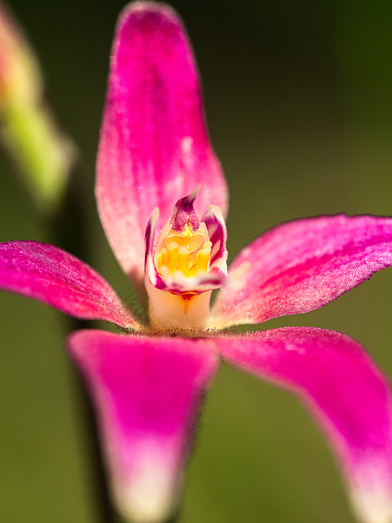 Cross Pollination by Paul Amyes on 500px.com