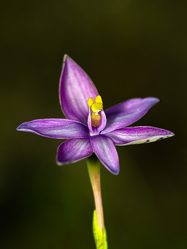 Eastern Curly-locks by Paul Amyes on 500px.com