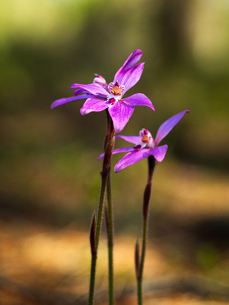 Little Pink Fairy Orchid by Paul Amyes on 500px.com