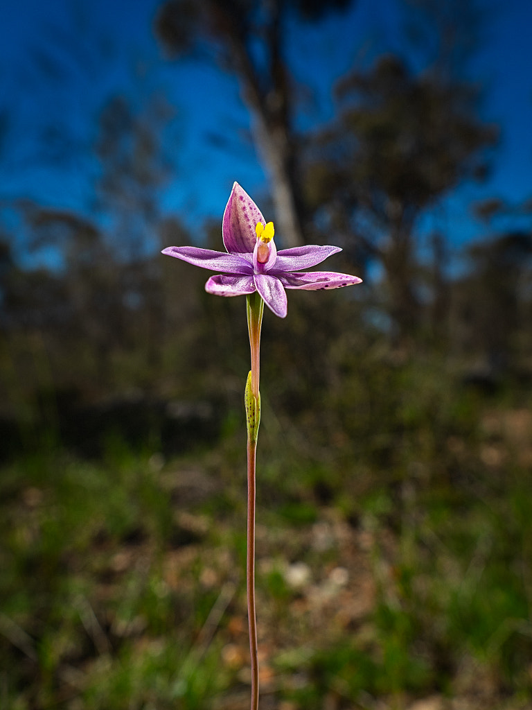 Eastern Curly-locks by Paul Amyes on 500px.com
