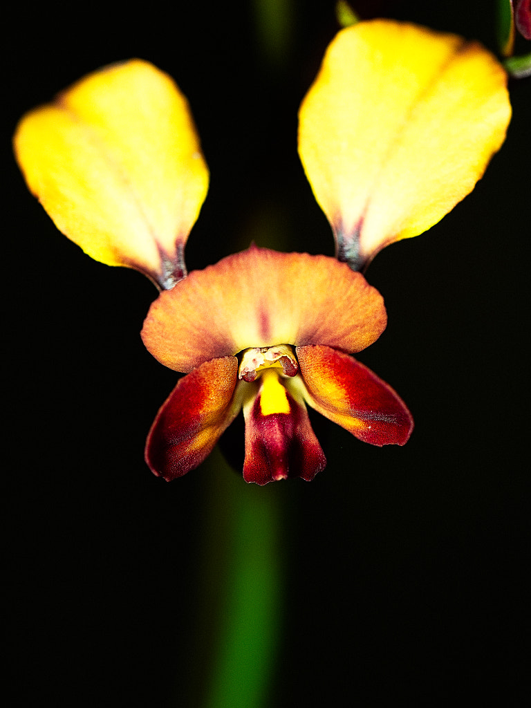 Winter Donkey Orchid by Paul Amyes on 500px.com